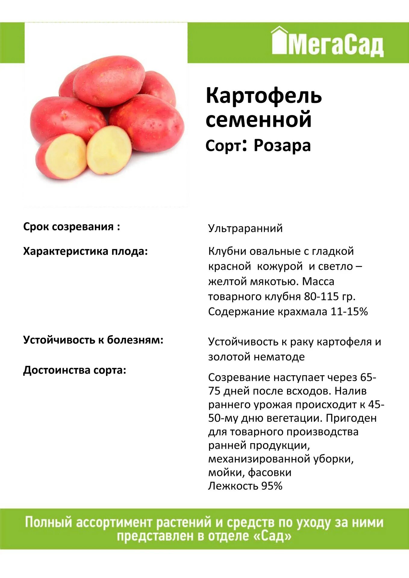 Картофель колумба семенная 2 урожай. Картофель сорт сесиль. Сорт розара характеристика. Сорт розара. Сорт розара характеристика.