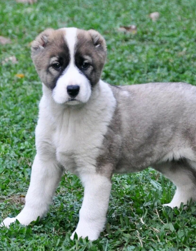 Азиатская овчарка алабай. Щенки алабая сколько. Среднеазиатская овчарка алабай. Среднеазиатская овчарка щенки. Щенки алабая сколько.