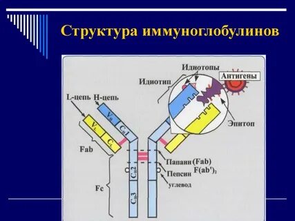 Образование иммуноглобулинов антител
