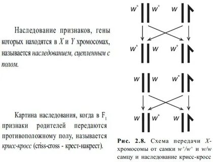 Крисс кросс наследование