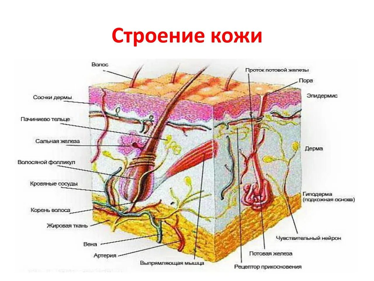 Строение кожи рисунок 4 класс. Строение кожи рисунок 4 класс