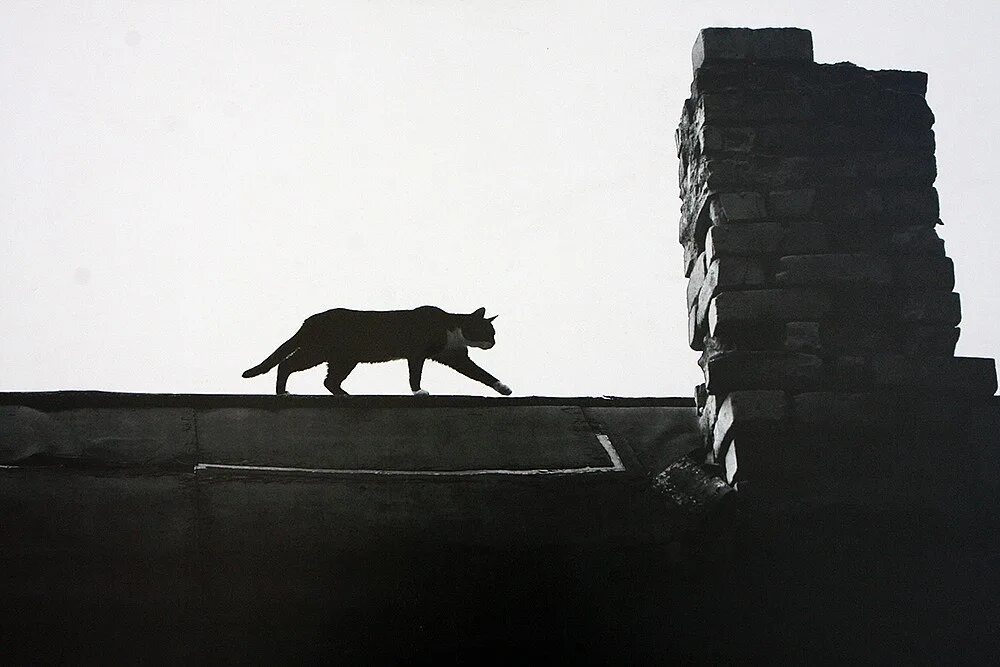 Кот гуляет ночью. Кошки на крыше. кот идет по крыше. коты на крыше ночью.