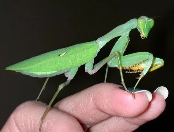 кузнечик хвостатый tettigonia caudata. кобылка болотная. личинка кузнечика. самец кузнечика. кузнечик серый самка.