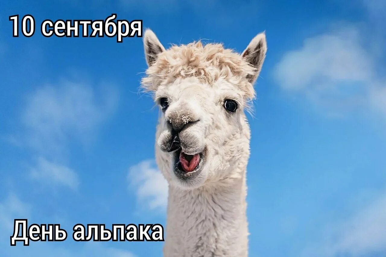 Video llama