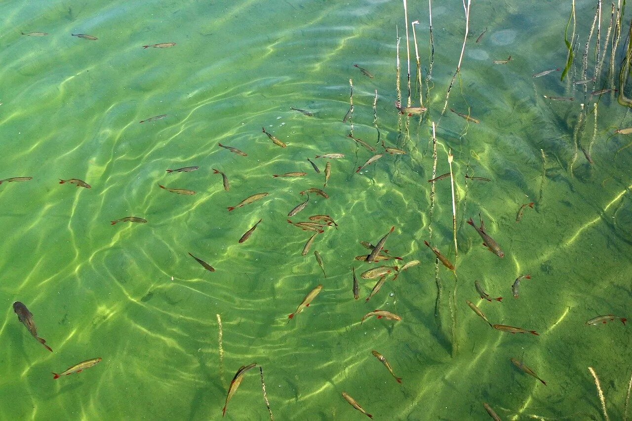 Видеть много рыб в прозрачной воде. Мелководье рыбы. Рыба в озере. Рыбки на мелководье. Рыбки в озере.