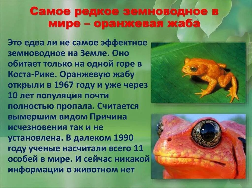 Биология сообщение о земноводных. Доклад про земноводные животных. интересные факты о земноводных животных. редкие земноводных. сообщение о земноводном.