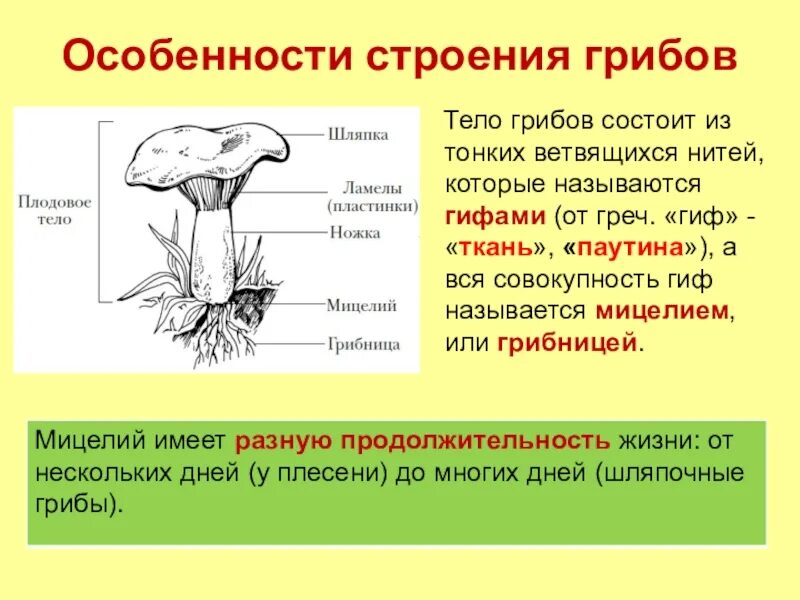 Тело гриба имеет генеративные органы