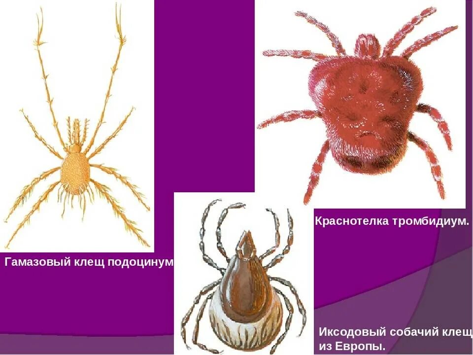 Препараты от иксодовых клещей. Иксодовые аргасовые и гамазовые клещи. Иксодовые аргасовые гамазовые клещи различия. Гамазовые клещи морфология.