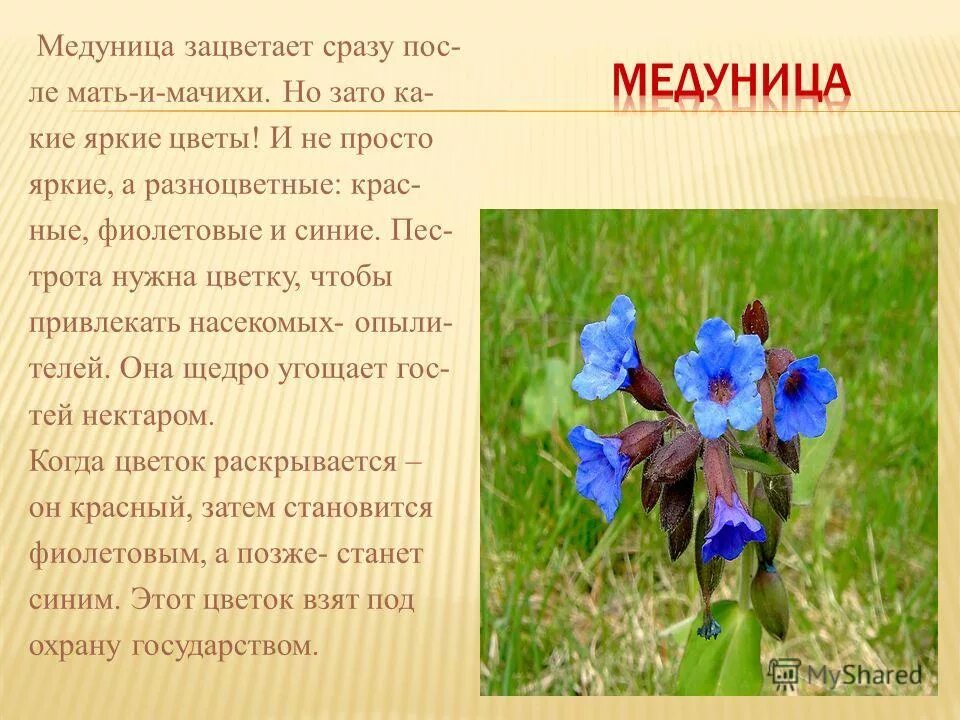 Медуница полезные свойства. Медуница.