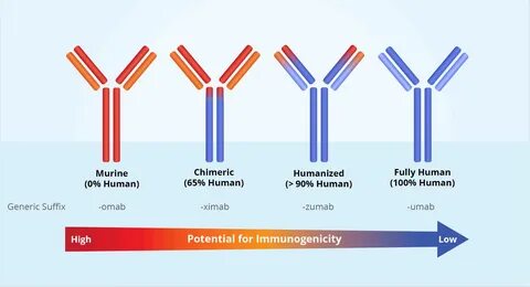 Monoclonal antibodies