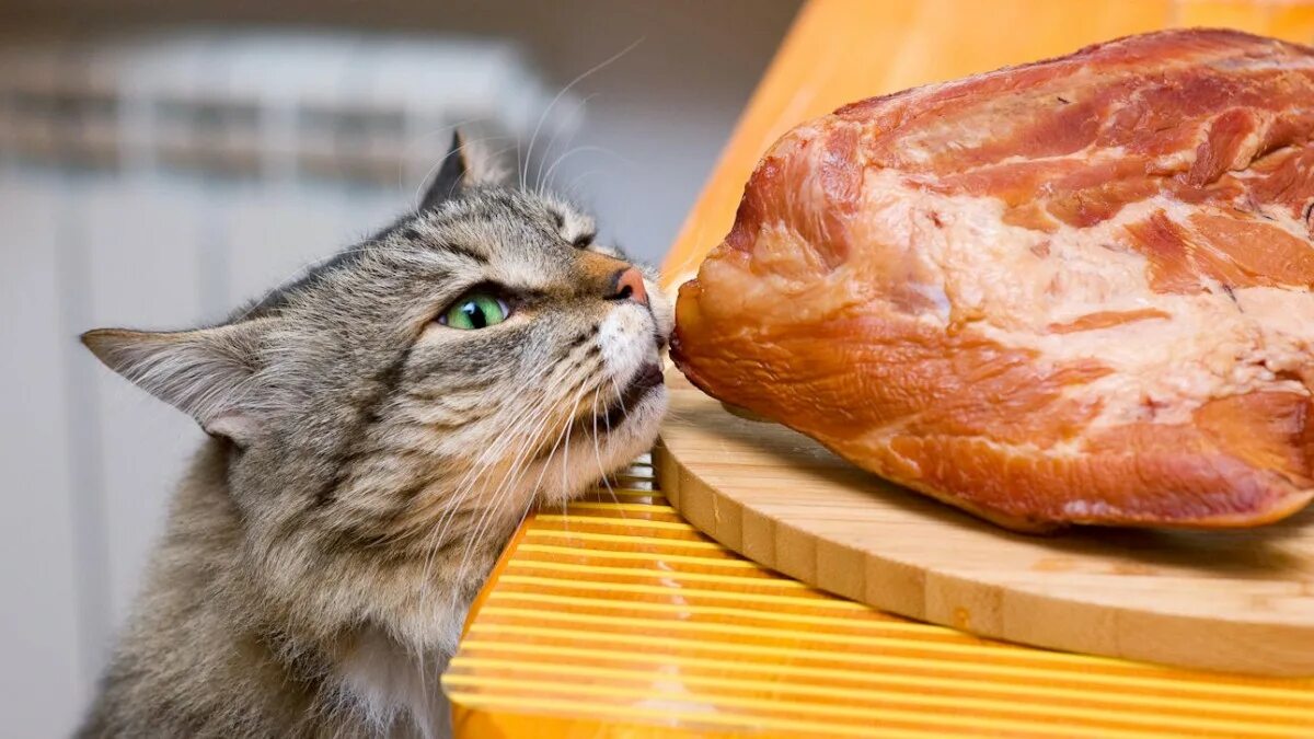 Вареное мясо кошке. Коты воруют со стола.