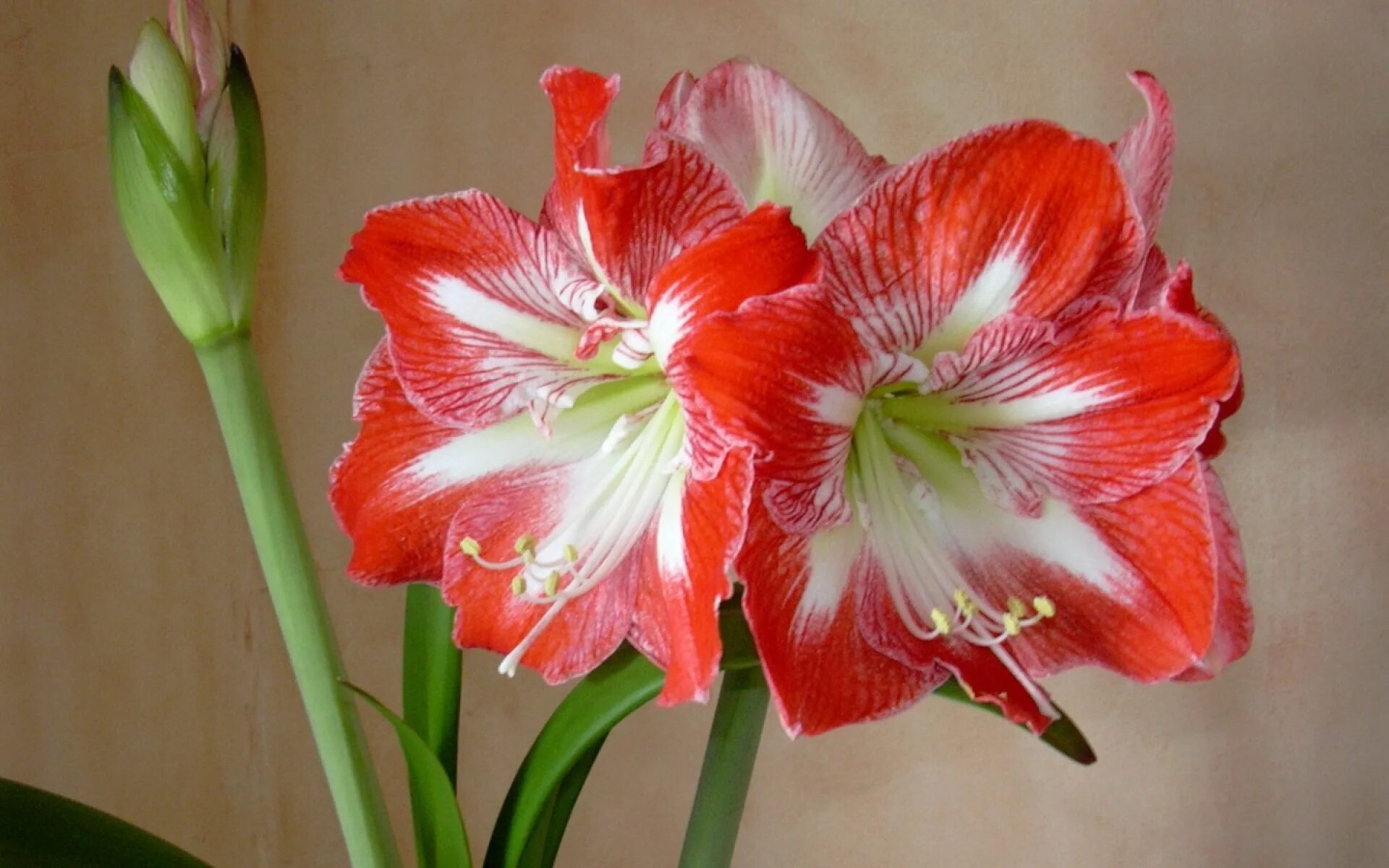 цветок на толстой ножке. лилия гиппеаструм цветок. лилия гиппеаструм. цветок на толстой ножке. гиппеаструм наранья.