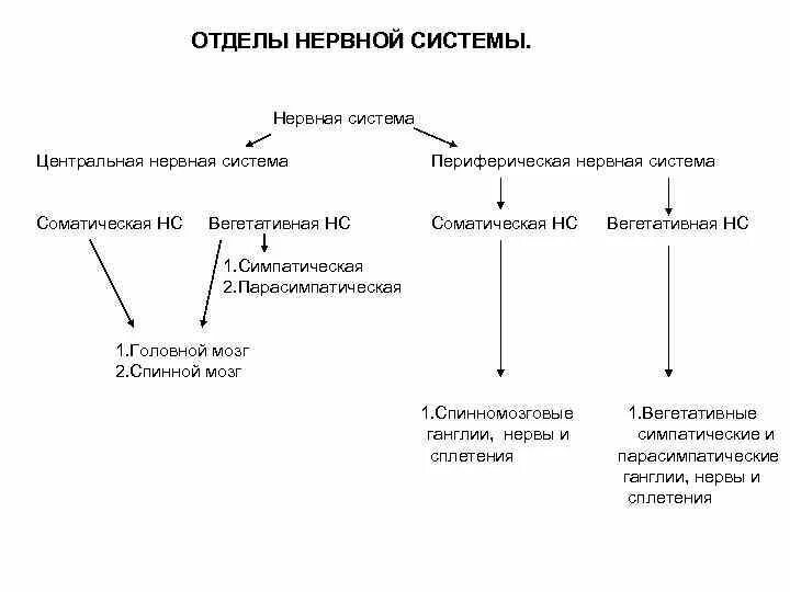 Соматический отдел периферической нервной системы. Периферический отдел соматической нервной системы представлен. Схема периферической нервной системы. Центральная нервная система.