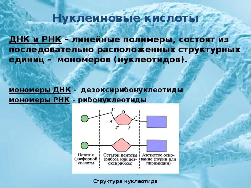 Нуклеиновые кислоты ДНК. Нуклеиновые кислоты ДНК И РНК. Нуклеиновые кислоты полимеры состоящие из мономеров. Строение мономеров нуклеиновых кислот.