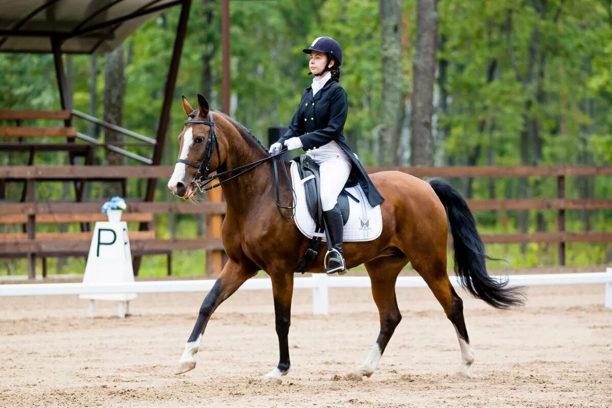 Sports horse. Конный спорт. Верховая езда. Конные соревнования. Лошади конный спорт.