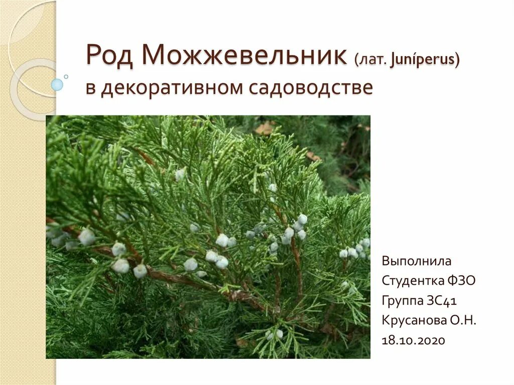 Можжевельник размножается спорами. Можжевельник осиново. к какой группе растений относится можжевельник. можжевельник сибирский презентация. где растёт можжевельник в россии на карте.