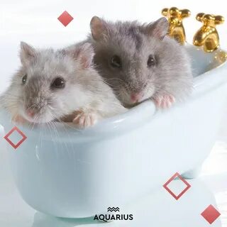 Гигиена грызунов