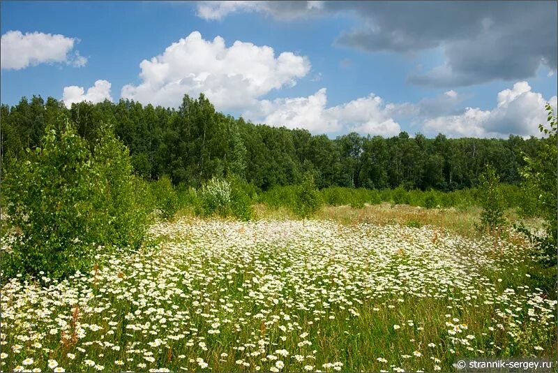 Лето июль природа. Лето июль. Червень липень. Ранее в июне. Погода йошкар.