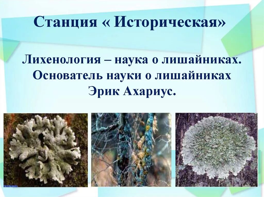 Роль водорослей в лишайнике. Лихенология лихенология. Наука о лишайниках. Лихенология наука о лишайниках. Лишайники разнообразие.