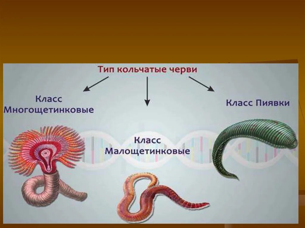 Кольчатые черви примеры животных названия. Биология 7 класс типы кольчатых червей. Тип кольчатые черви .и кольчецы. Тип круглые черви и кольчатые черви. Представители кольчатых червей биология 7 класс.