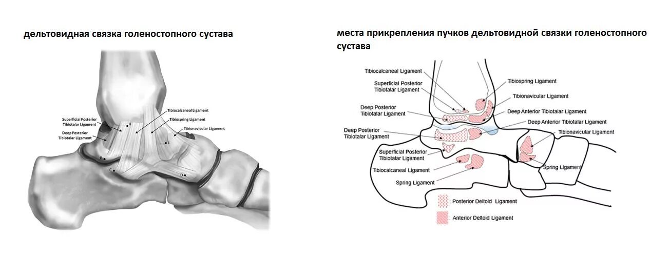 Диагноз голеностопный сустав. Медиальная связка голеностопного суста. Связочный аппарат голеностопного сустава анатомия. Задняя дельтовидная связка. Дельтовидная связка голеностопного сустава анатомия.