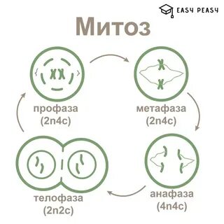 Установите в какой последовательности происходят фазы митоза