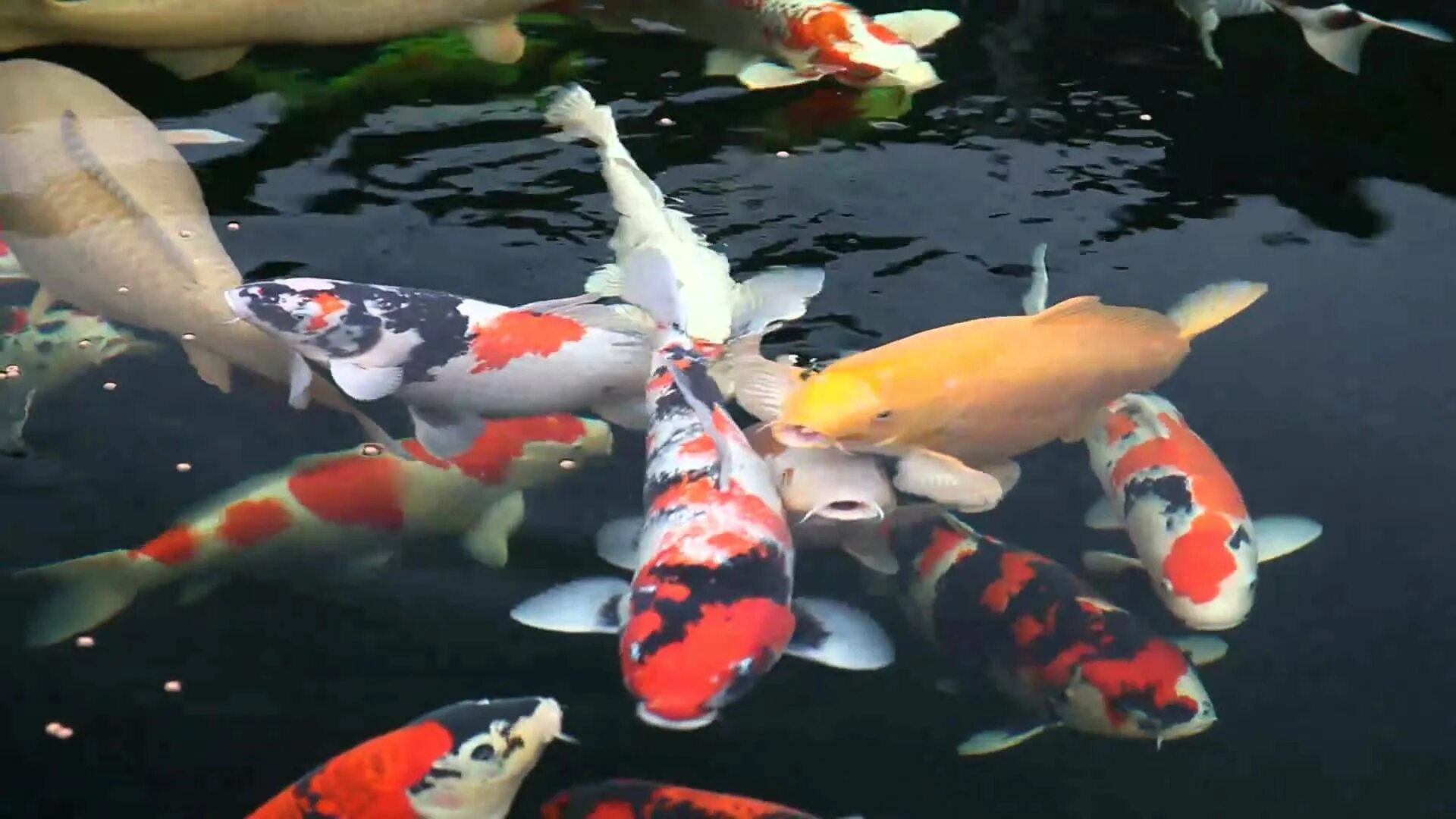 Карп кои вуаль. Кой б. Карп кои кабуто. Кой б. Зеркальный вуалевый карп кои.