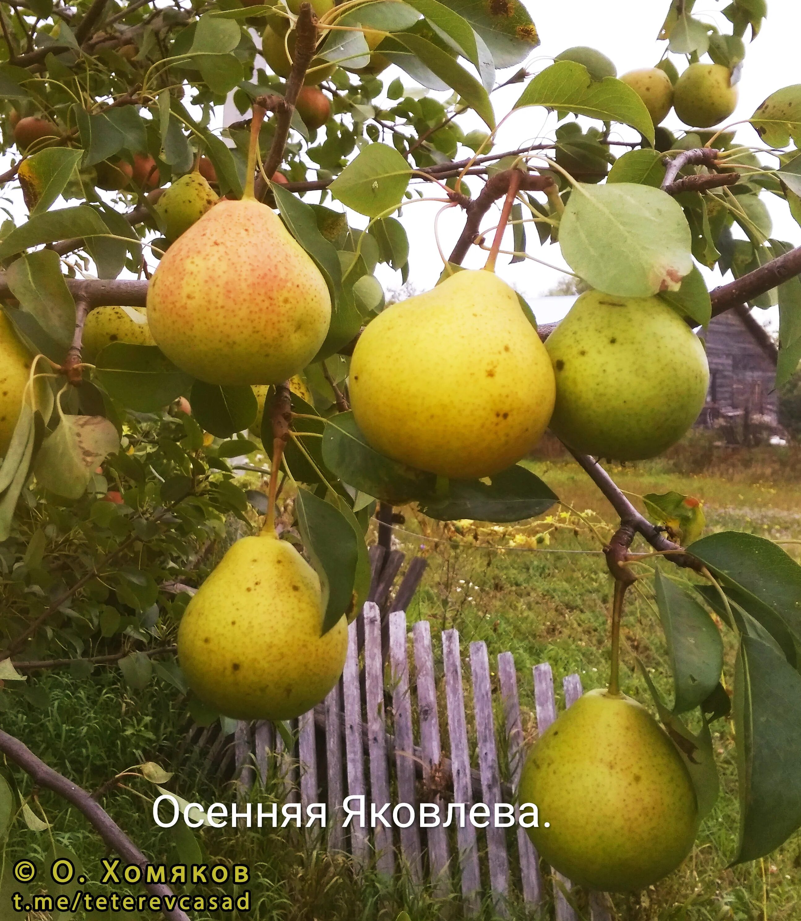 Груша памяти яковлева опылители сорта