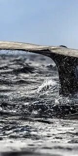 Море хвосты