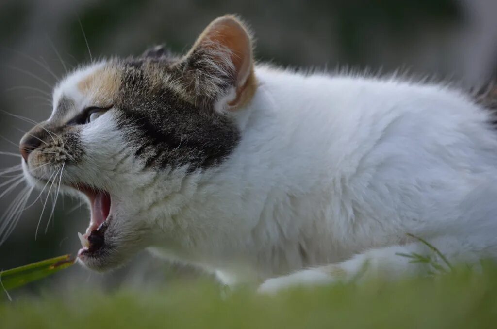 Кот вытянул шею. Кошка кашляет. кашель у кошки. кот рыгает. кошку тошнит.