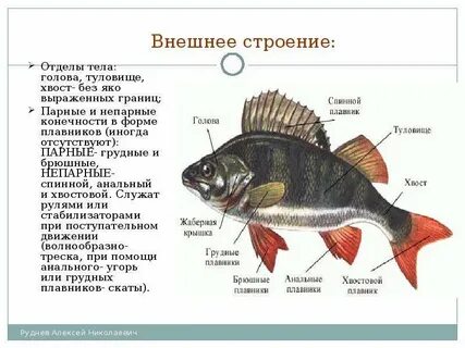 Внешнее строение окуня