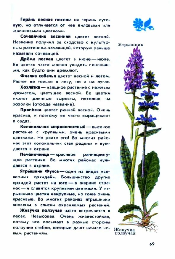 атлас от земли до неба лесные растения. атлас от земли до неба лесные растения. атлас определитель от земли до неба растения леса. атлас от земли до неба лесные растения. травянистые растения леса атласа определителя.