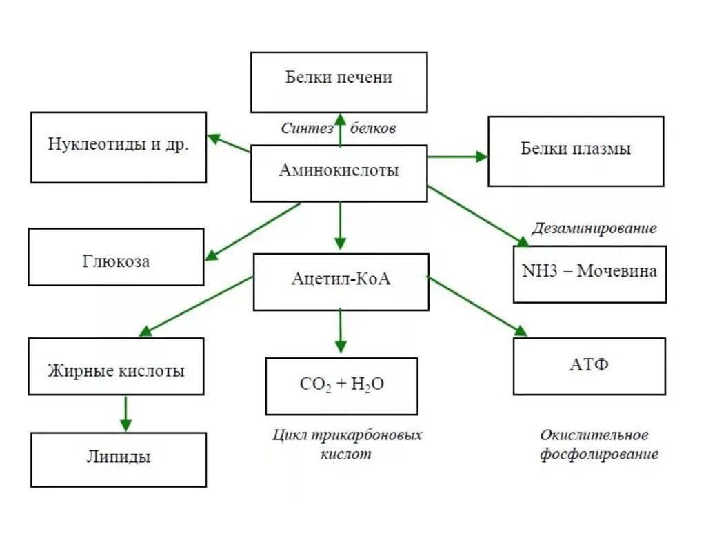 Обмен белков в печени