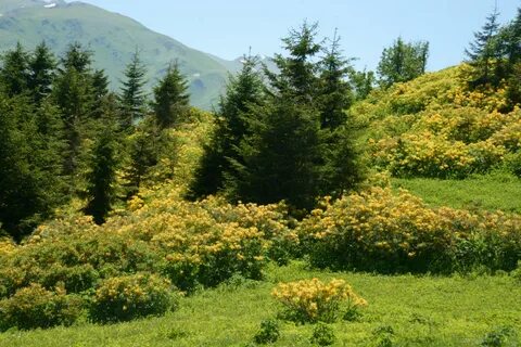 Лес деревья кустарники