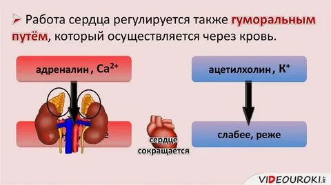 Гуморальная регуляция сердечной деятельности осуществляется при помощи
