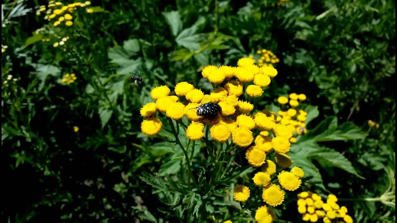 РАСТЕНИЕ ДЛЯ ПЕЙЗАЖНОГО САДА ПИЖМА КУРЧАВАЯ КРИСПА Tanacetum vulgare "Crispa" ОП