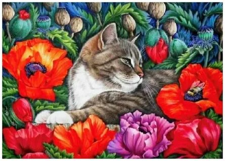 Кот мак