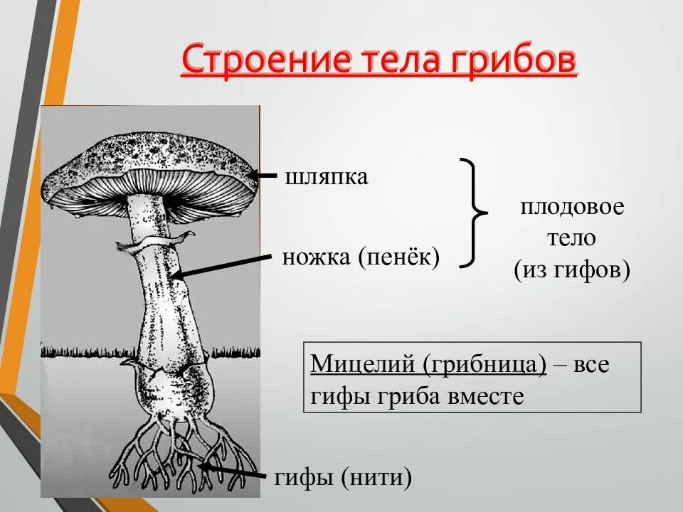 Основа грибов. Функции гифов гриба. Размножение грибов с помощью гиф. Тело гриба мицелий. Гиф у грибов.