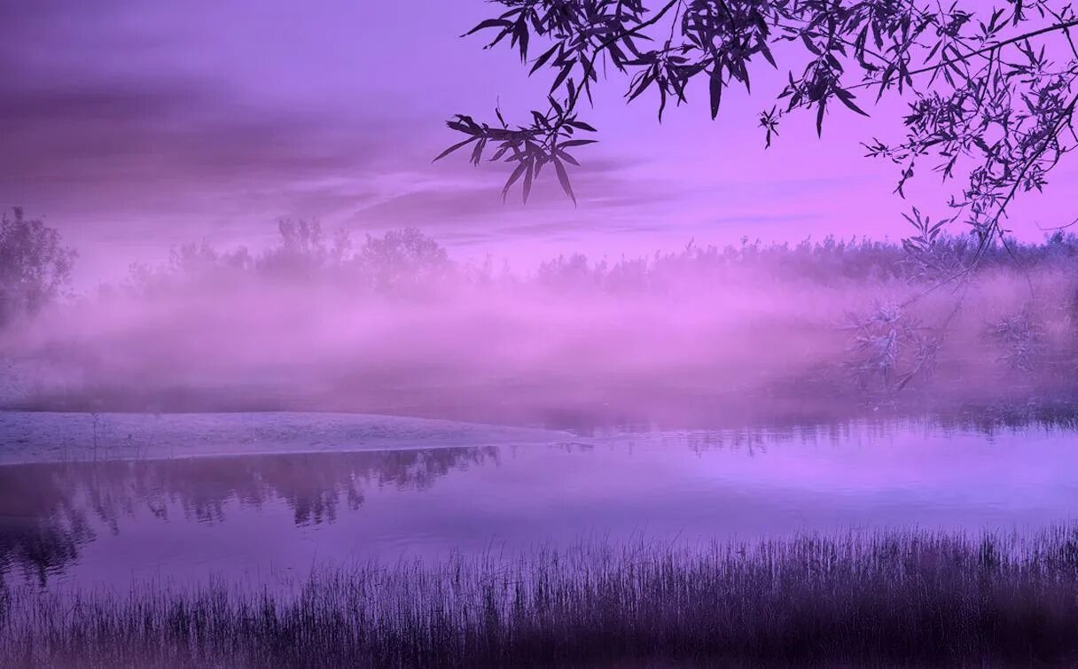 Романс в сиреневых сумерках. Стишки про сирень. Эдвард каллен и белла в лесу. Розовое небо. Песни и романсы.