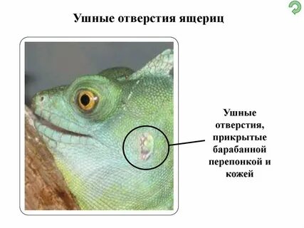 У пресмыкающихся наружное оплодотворение