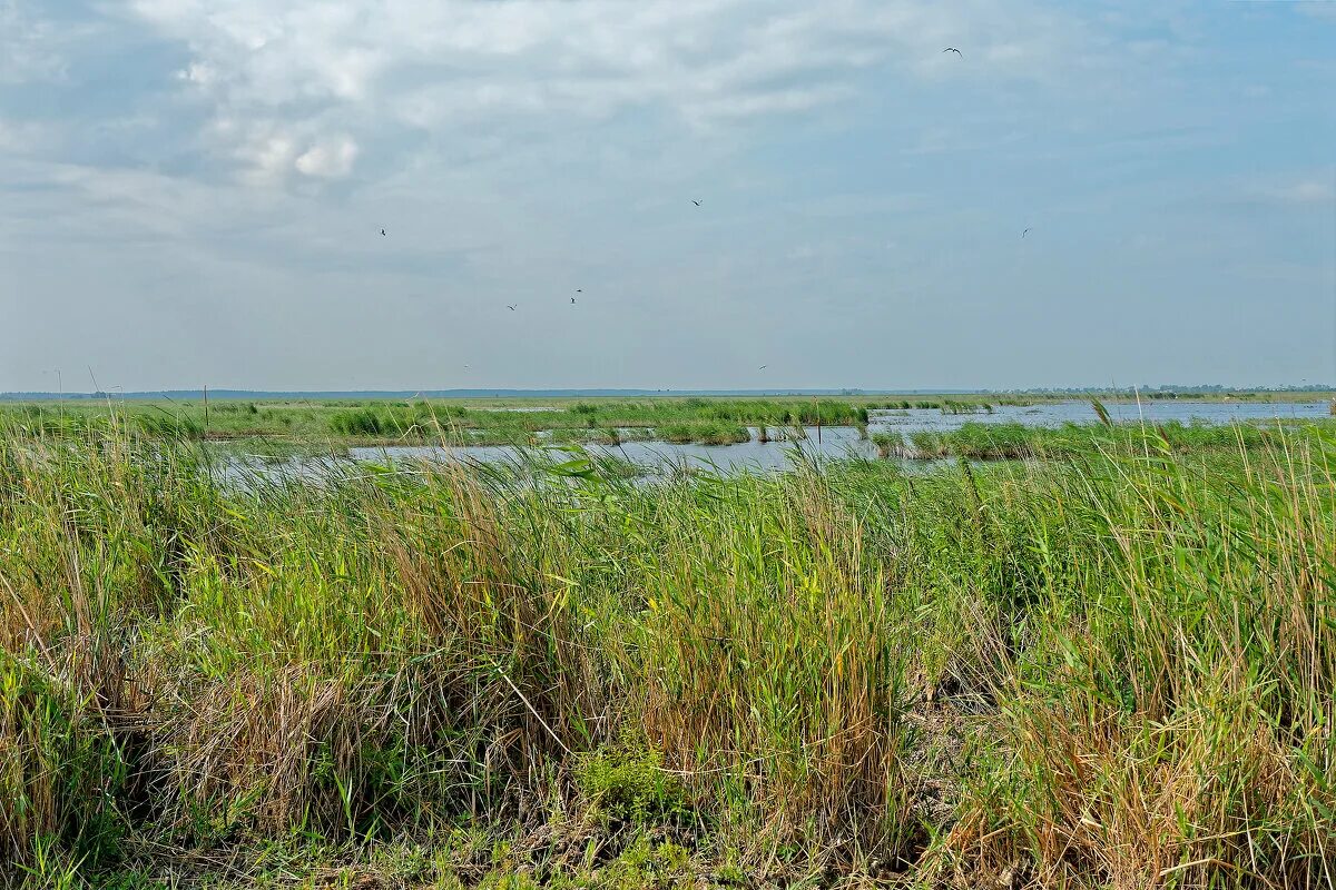 кулундинская опустыненная степь. кулундинская равнина алтайский край. ковыль в оренбургской области. кулундинская равнина. чуйская котловина.