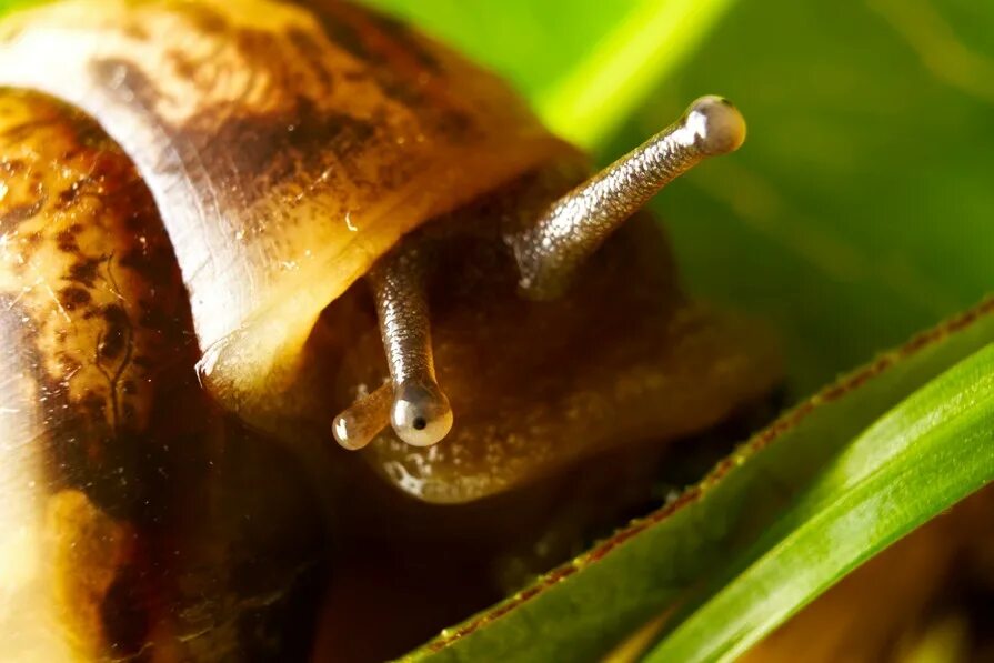 улитка ахатина глаза. улитка ахатина глаза. глаза у улиток ахатин. глаза улитки. улитка gyraulus acronicus.