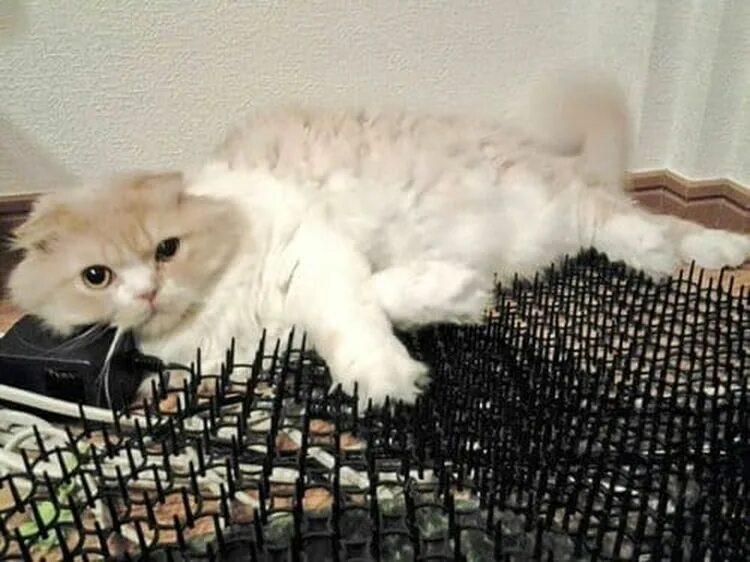Кот колючка