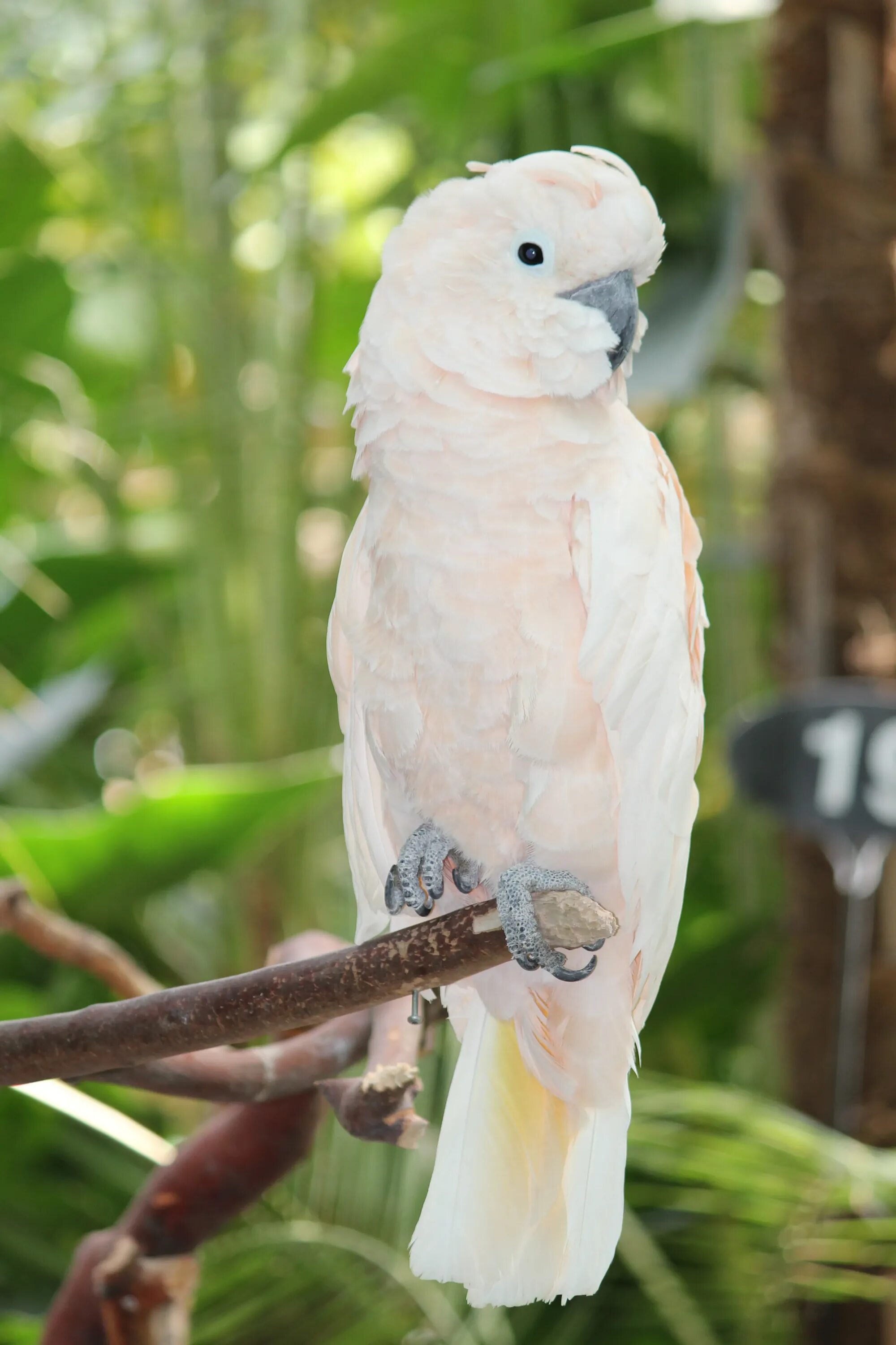 Какада. Белый попугай Какаду. Попугай жако альбинос. Попугай жако белый. Жако и Какаду.