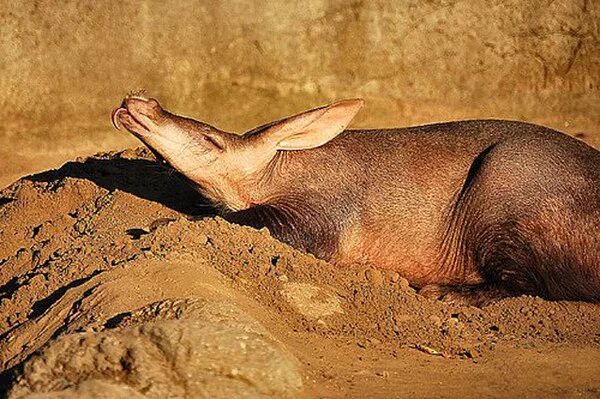 капский трубкозуб. трубкозуб. голландские колонисты земляной поросенок. зоопарк екб. животное трубкозуб.