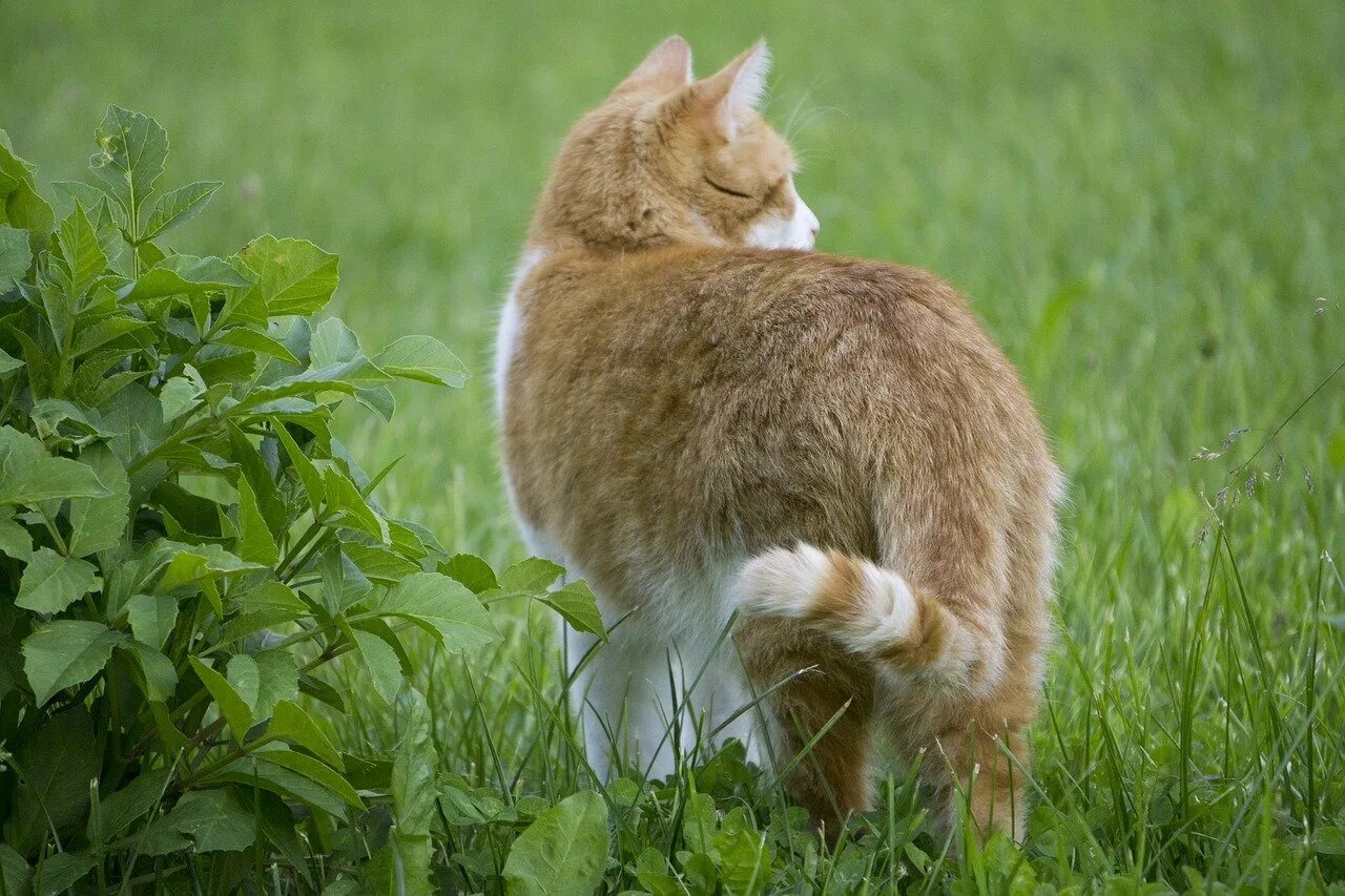 Рыжий кот уходит. Кот сзади. кошка сидит спиной. кот со спины. кошка оборачивается.