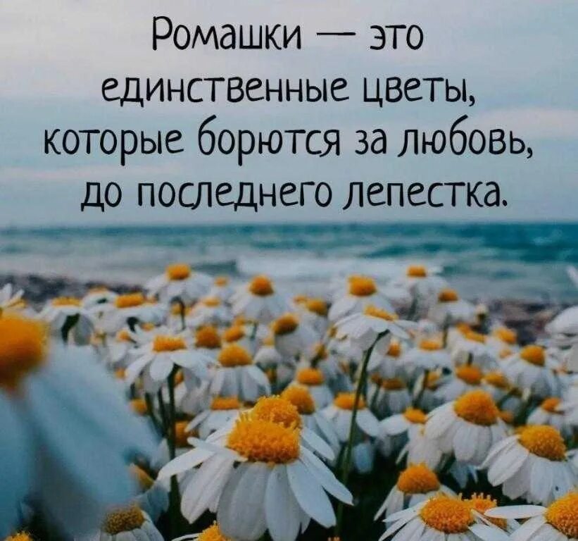 Высказывания про цвета