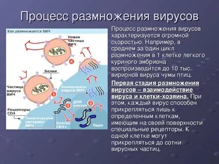 Почему вирусы размножаются только внутри клетки