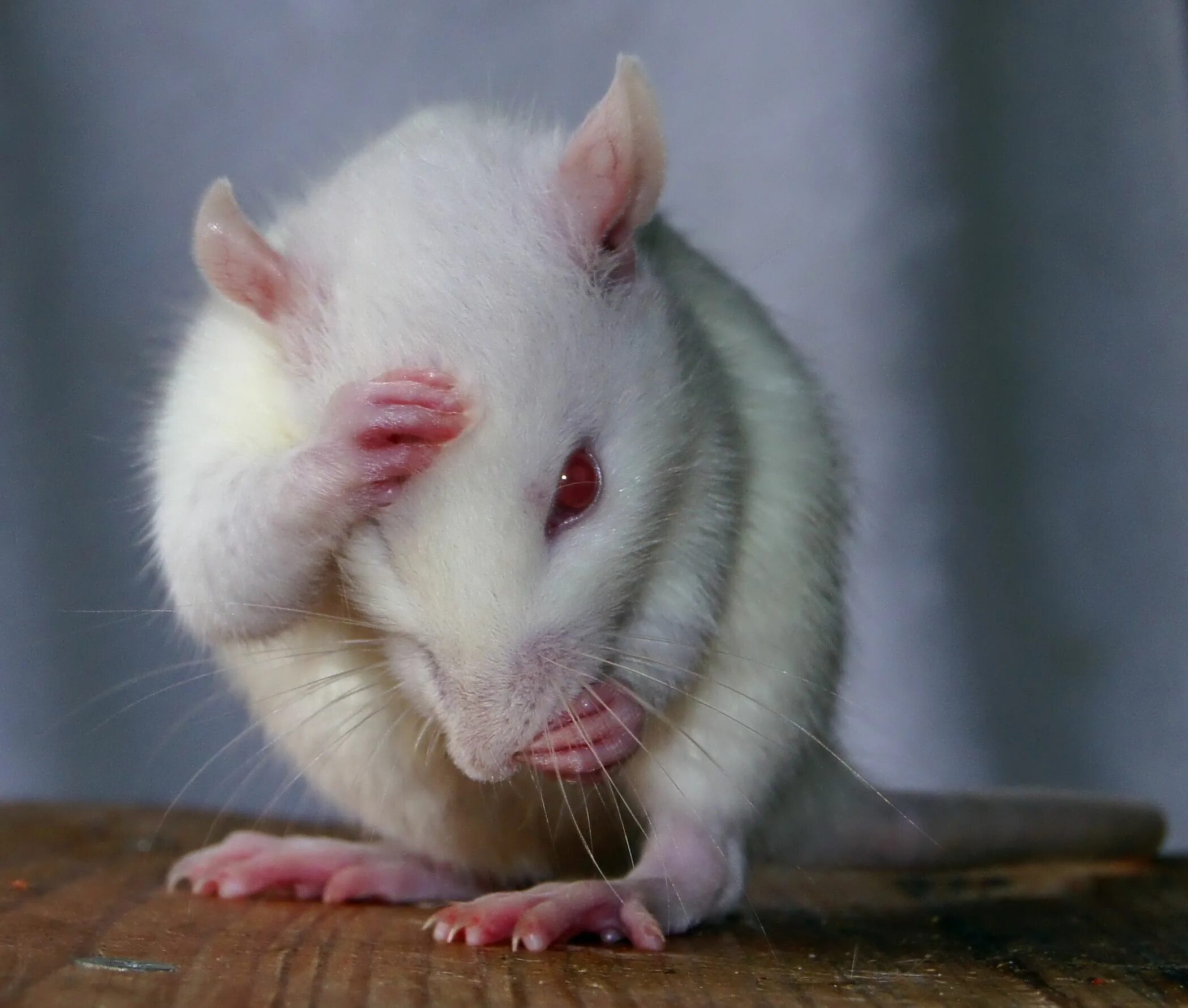 Удивленная мышь. Морда крысы. Испуганная крыса. Мышонок выглядывает. Крысиная морда.