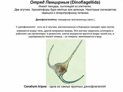 Панцирные жгутиконосцы